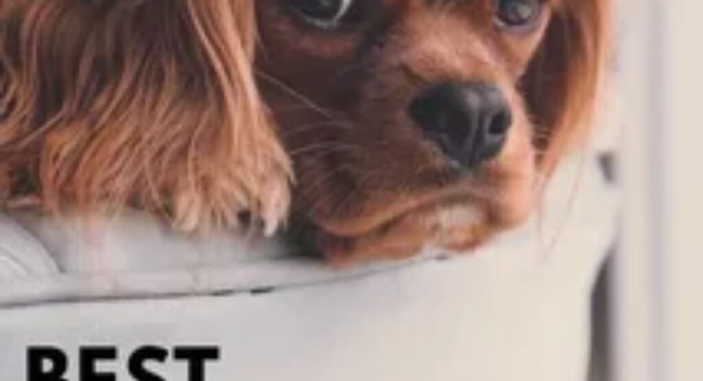 cute dog instagram captions